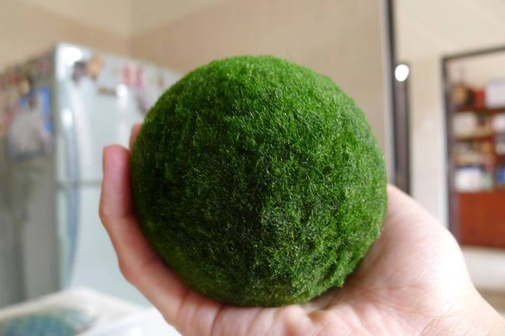 1x Authentic XXL MONSTER Lake Akan Marimo (2.0-3.0