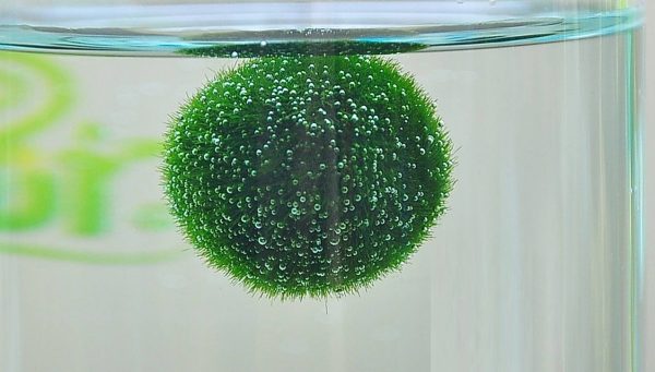 Marimo Moss Balls – Aquatic Arts
