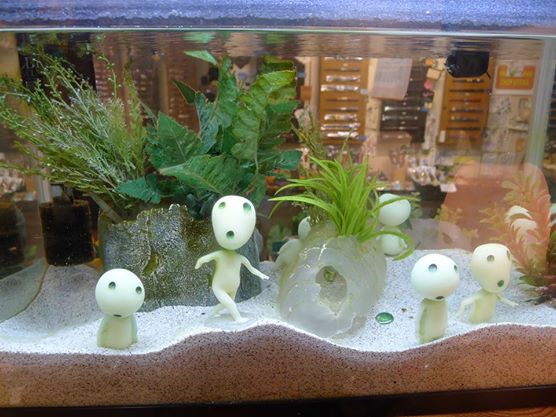 What Are Marimo Moss Balls?