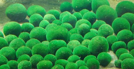 How to Propagate Marimo (Freshwater Algae) - PetHelpful