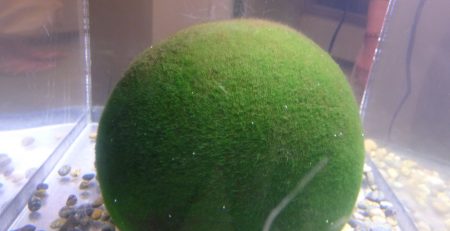 PH, Water, and Temperature Conditions for Optimal Marimo Growth 