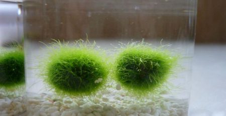 The Green Moss Balls  Exploring the Fascinating World of Moss Balls –  Aquatic Plant Hub