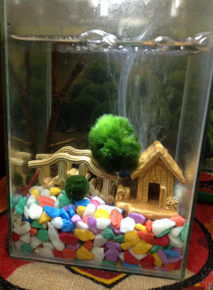 PH, Water, and Temperature Conditions for Optimal Marimo Growth 