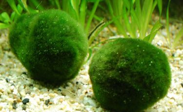 BETTA HAVEN - Marimo Moss Balls live plant Lessens amonia production Very  good company for any types of fishes Produces Oxigen It also lessens  production of algae Pm us for more infos😊 #