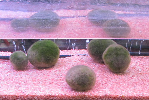 Live moss balls may be contaminated, DWR says