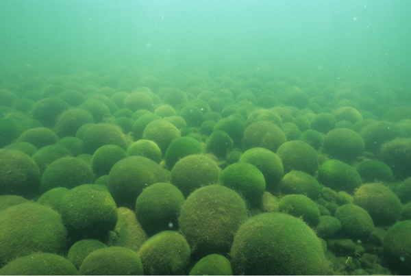 What is a Marimo exactly, anyway? Welcome to the fascinating world of moss  balls! 